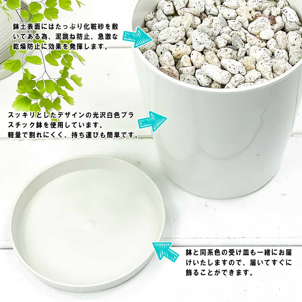 PLANCHU 観葉植物 コーヒーノキ アラビカ 4号鉢 受け皿付き 育て方説明書付き Coffea arabica コーヒーの木 珈琲の木 アラビカコーヒー