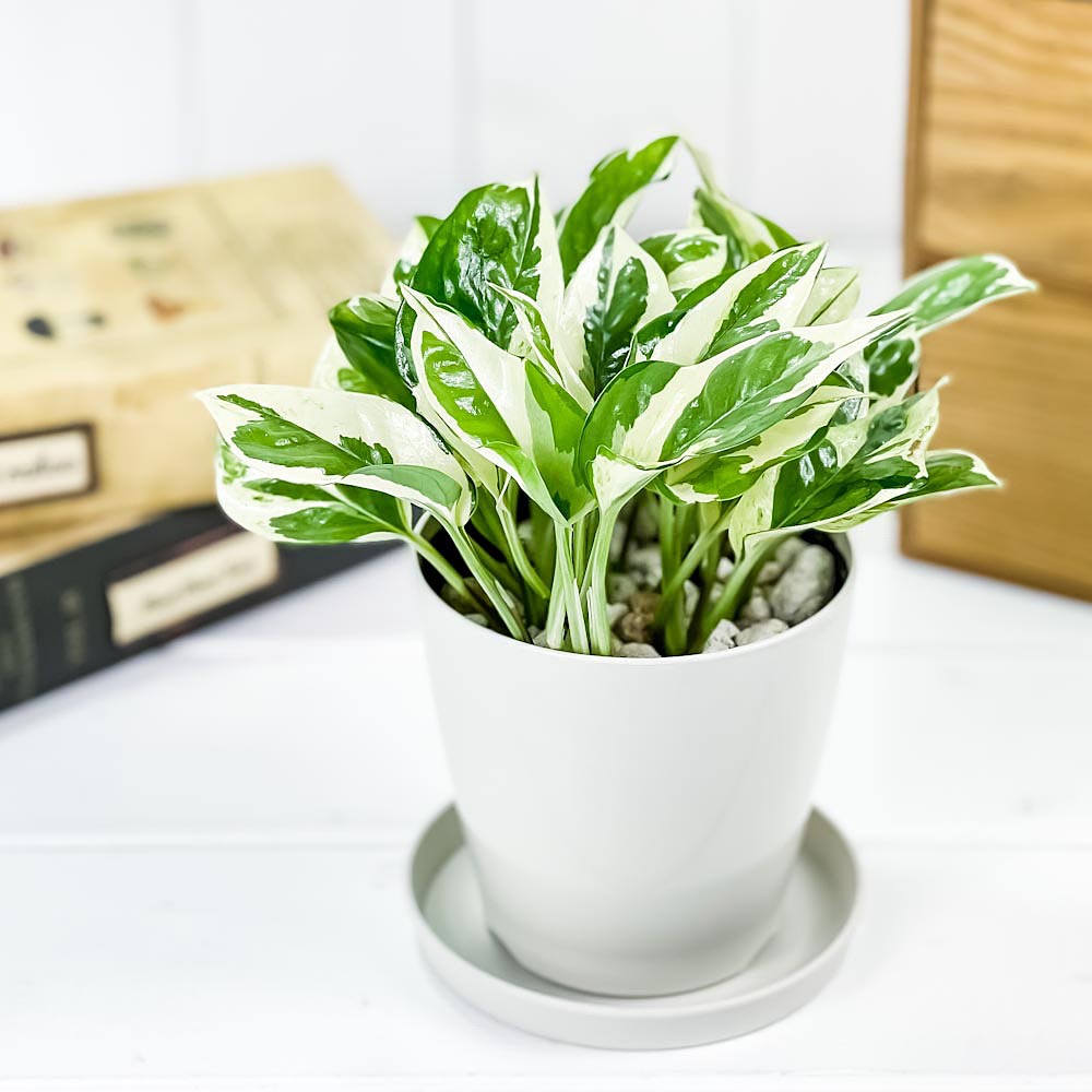 PLANCHU 観葉植物 ポトス エンジョイ 3.5号鉢 受け皿付き 育て方説明書
