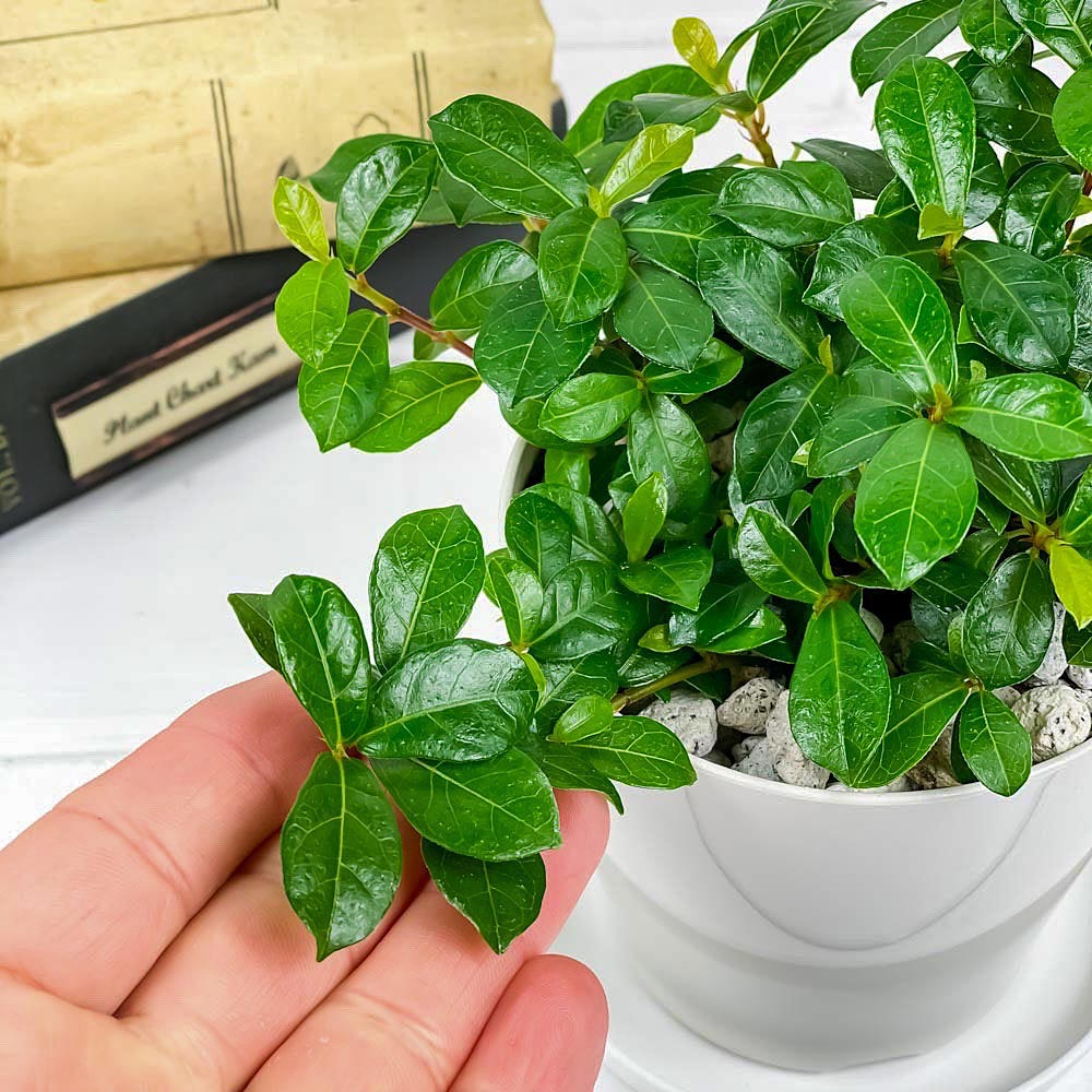 PLANCHU 観葉植物 フィカス シャングリラ 3.5号鉢 3鉢セット 受け皿付き 育て方説明書付き Ficus vaccinioides つる性ガジュマル テリハイヌビワ バッキニオイデス