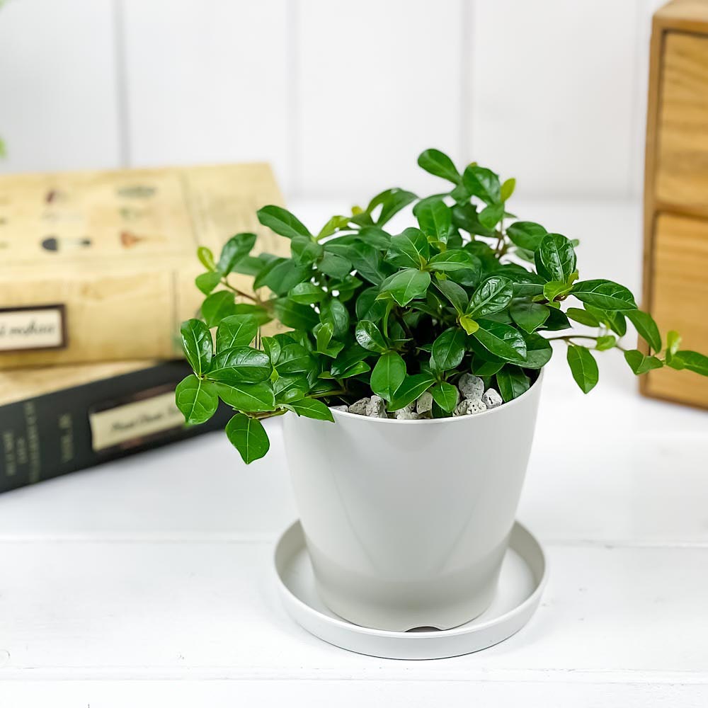 PLANCHU 観葉植物 フィカス シャングリラ 3.5号鉢 3鉢セット 受け皿付き 育て方説明書付き Ficus vaccinioides つる性ガジュマル テリハイヌビワ バッキニオイデス