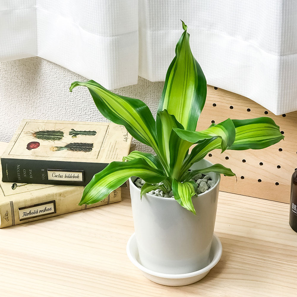 PLANCHU 観葉植物 ドラセナ ゴールドコード 4号鉢 受け皿付き 育て方説明書付き Draceana ‘Gold Code’