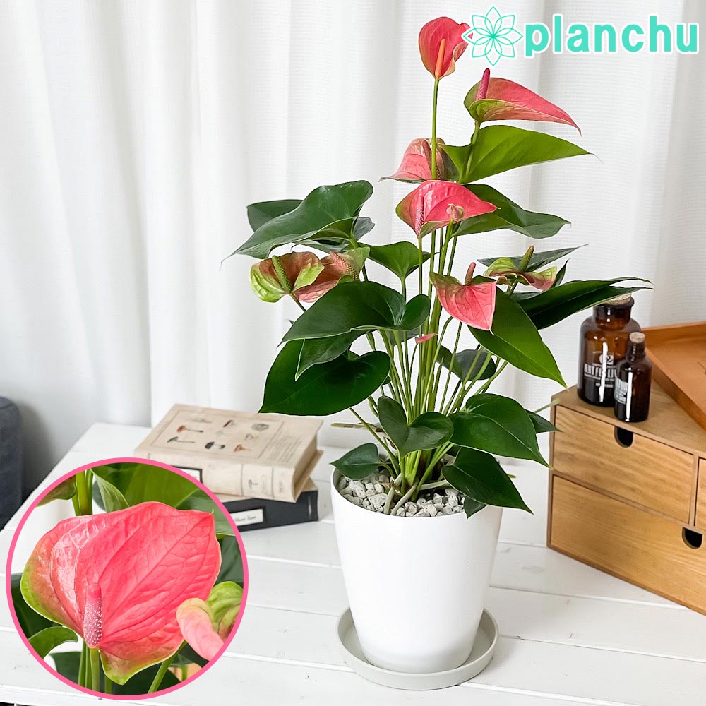 PLANCHU 観葉植物 アンスリウム スイートドリーム 6号鉢 受け皿付き 育て方説明書付き Anthurium andraeanum ‘Sweet Dream’ アンスリューム アロイド 鉢花 ピンク系