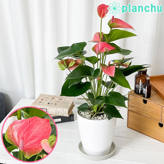 PLANCHU 観葉植物 アンスリウム スイートドリーム 6号鉢 受け皿付き 育て方説明書付き Anthurium andraeanum ‘Sweet Dream’ アンスリューム アロイド 鉢花 ピンク系