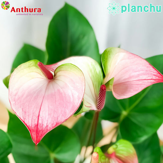 PLANCHU 観葉植物 アンスリウム プリンセス アマリアエレガンス 6号鉢 底面吸水鉢タイプ Anthurium andraeanum ‘Princess Amalia Elegance’ アンスリューム アロイド 鉢花 ピンク系