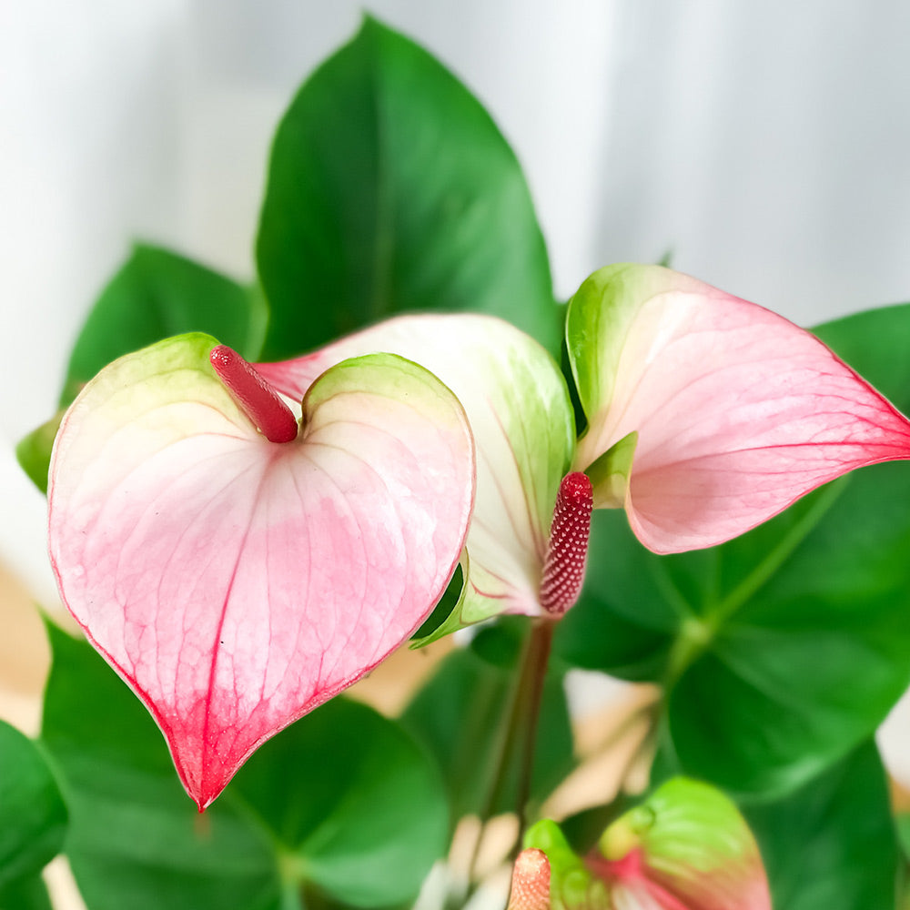 PLANCHU 観葉植物 アンスリウム プリンセス アマリアエレガンス 6号鉢 底面吸水鉢タイプ Anthurium andraeanum ‘Princess Amalia Elegance’ アンスリューム アロイド 鉢花 ピンク系