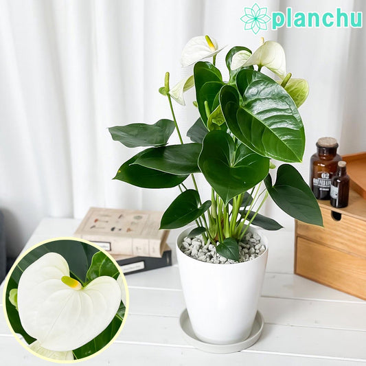 PLANCHU 観葉植物 アンスリウム シエラホワイト 6号鉢 受け皿付き 育て方説明書付き Anthurium andraeanum ‘Sierra White’ アンスリューム アロイド 鉢花 ホワイト系