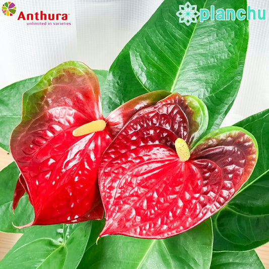 PLANCHU 観葉植物 アンスリウム エジソン 6号鉢 底面吸水鉢タイプ Anthurium andraeanum ‘Edison’ アンスリューム アロイド 鉢花 レッド系