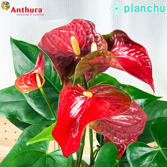 PLANCHU 観葉植物 アンスリウム バンビーノレッド 6号鉢 底面吸水鉢タイプ Anthurium andraeanum ‘Bambino Red’ アンスリューム アロイド 鉢花 レッド系