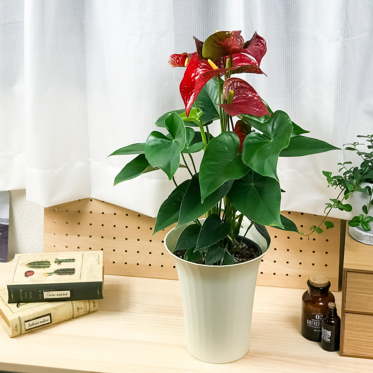 PLANCHU 観葉植物 アンスリウム バンビーノレッド 6号鉢 底面吸水鉢タイプ Anthurium andraeanum アンスリューム 鉢花 アンスラ Anthura