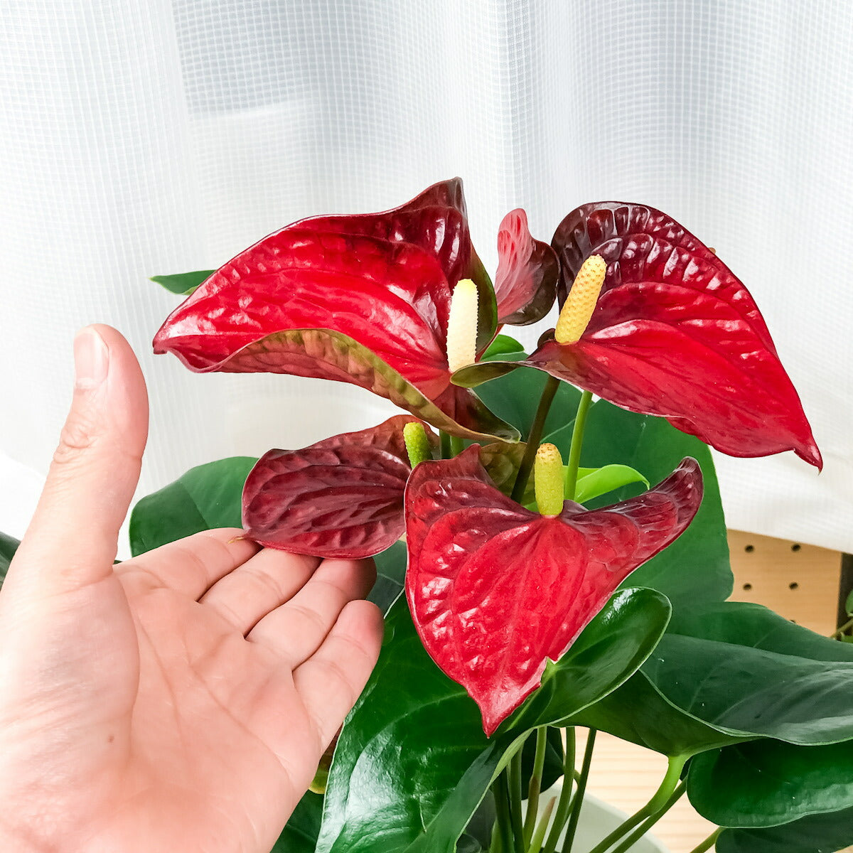 PLANCHU 観葉植物 アンスリウム バンビーノレッド 6号鉢 底面吸水鉢タイプ Anthurium andraeanum アンスリューム 鉢花 アンスラ Anthura