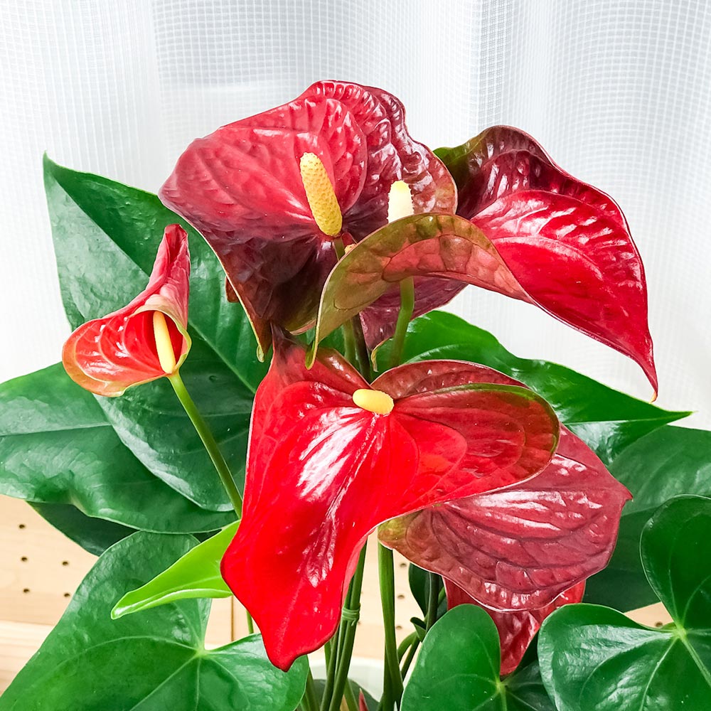 PLANCHU 観葉植物 アンスリウム バンビーノレッド 6号鉢 底面吸水鉢タイプ Anthurium andraeanum ‘Bambino Red’ アンスリューム アロイド 鉢花 レッド系