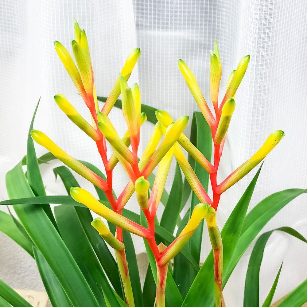 PLANCHU 観葉植物 グズマニア ディッシティフローラ マイヨル 4.5号鉢 受け皿付き 育て方説明書付き Guzmania dissitiflora ‘Major’ ブロメリア
