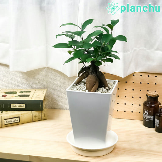 PLANCHU 観葉植物 ガジュマル 4.5号鉢 受け皿付き Ficus microcarpa