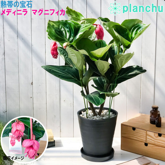 PLANCHU 熱帯花木 メディニラ マグニフィカ フラメンコ 8号鉢 開花株 受け皿付き Medinilla magnifica ‘Flamenco’ 観葉植物 鉢花