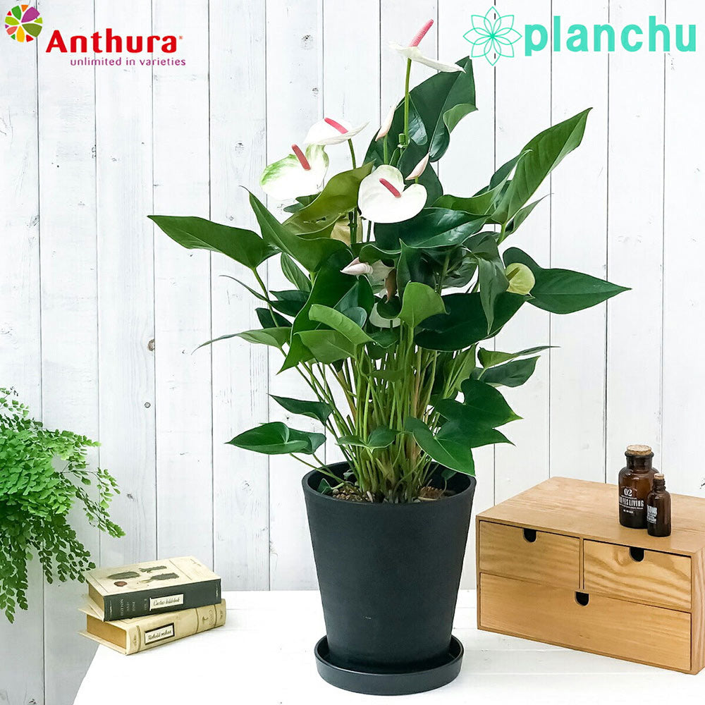 PLANCHU 観葉植物 アンスリウム ビューティーホワイト 8号鉢 受け皿付き 育て方説明書付き Anthurium andraeanum ‘Beauty White’ アンスリューム アロイド 鉢花 ホワイト系