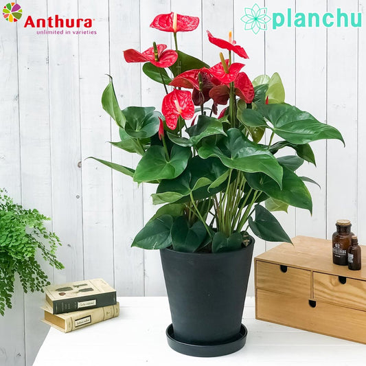 PLANCHU 観葉植物 アンスリウム マデュラル 8号鉢 受け皿付き 育て方説明書付き Anthurium andraeanum ‘Madural’ アンスリューム アロイド 鉢花 レッド系