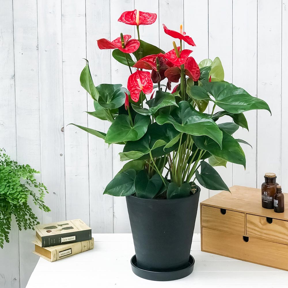 PLANCHU 観葉植物 アンスリウム マデュラル 8号鉢 受け皿付き 育て方説明書付き Anthurium andraeanum ‘Madural’ アンスリューム アロイド 鉢花 レッド系