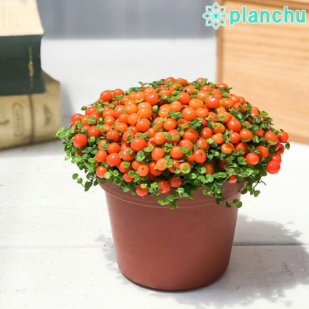 PLANCHU 観葉植物 コケサンゴ オレンジ 2.5号鉢 Nertera granadensis ネルテラ 苔珊瑚 苔サンゴ
