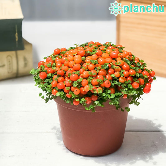 PLANCHU 観葉植物 コケサンゴ オレンジ 2.5号鉢 Nertera granadensis ネルテラ 苔珊瑚 苔サンゴ