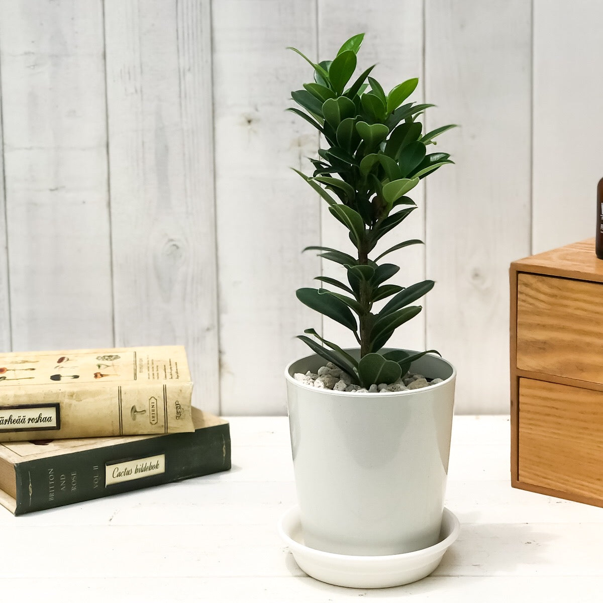 PLANCHU 観葉植物 ガジュマル ベビーリーフ 4号鉢 受け皿付き 育て方説明書付き フィカス 矮性ガジュマル ゴムノキ ゴムの木