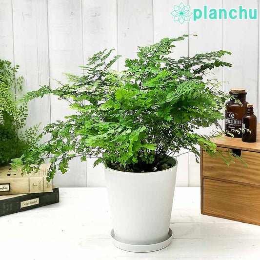 PLANCHU 観葉植物 アジアンタム フリッツルーシー 5号鉢 受け皿付き 育て方説明書付き Adiantum raddianum ‘Fritz Luthi’ シダ植物