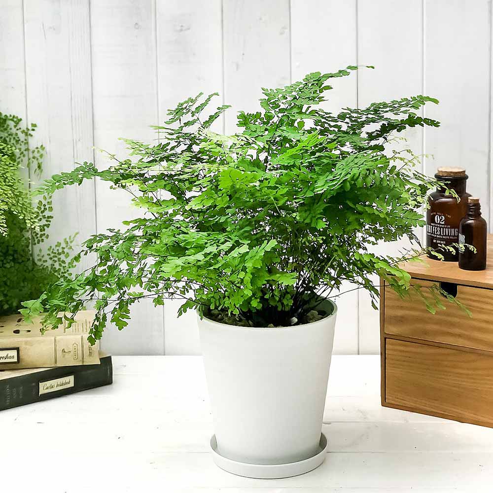 PLANCHU 観葉植物 アジアンタム フリッツルーシー 5号鉢 受け皿付き 育て方説明書付き Adiantum raddianum ‘Fritz Luthi’ シダ植物
