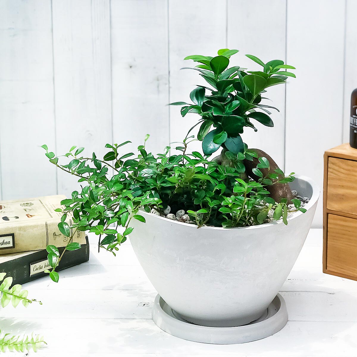 PLANCHU 観葉植物 ガジュマル2種の寄せ植え 人参ガジュマル＆つる性