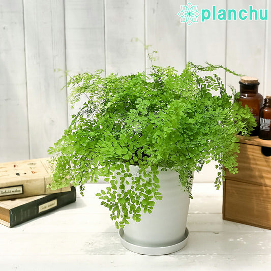 PLANCHU 観葉植物 アジアンタム ミクロフィラム 5号鉢 受け皿付き 育て方説明書付き Adiantum raddianum ‘Micropinnulum’ ミクロピンヌルム シダ植物