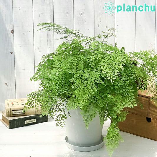 PLANCHU 観葉植物 アジアンタム ミクロフィラム 6号鉢 受け皿付き 育て方説明書付き Adiantum raddianum ‘Micropinnulum’ ミクロピンヌルム シダ植物