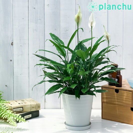 PLANCHU 観葉植物 スパティフィラム ミニメリー 5号鉢 受け皿付き 育て方説明書付き Spathiphyllum ‘Mini Merry’ アロイド