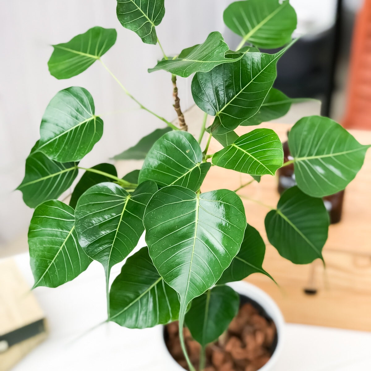 PLANCHU 観葉植物 フィカス レリジオーサ 5号鉢 受け皿付き 説明書付き Ficus religiosa インドボダイジュ 印度菩提樹 テンジクボダイジュ