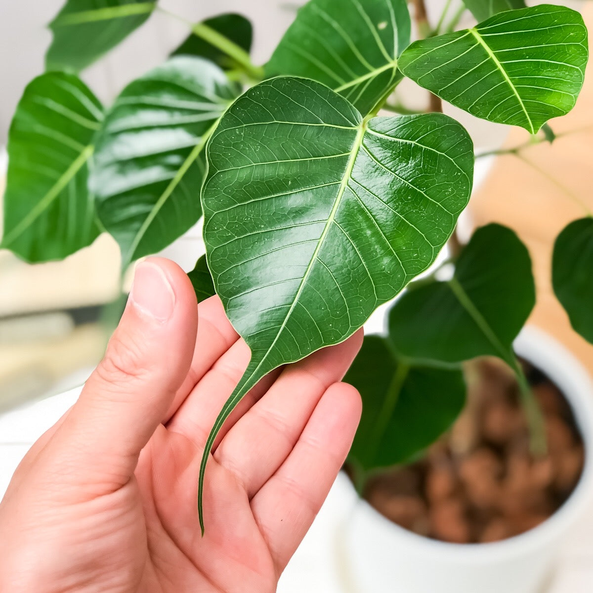 PLANCHU 観葉植物 フィカス レリジオーサ 5号鉢 受け皿付き 説明書付き Ficus religiosa インドボダイジュ 印度菩提樹 テンジクボダイジュ