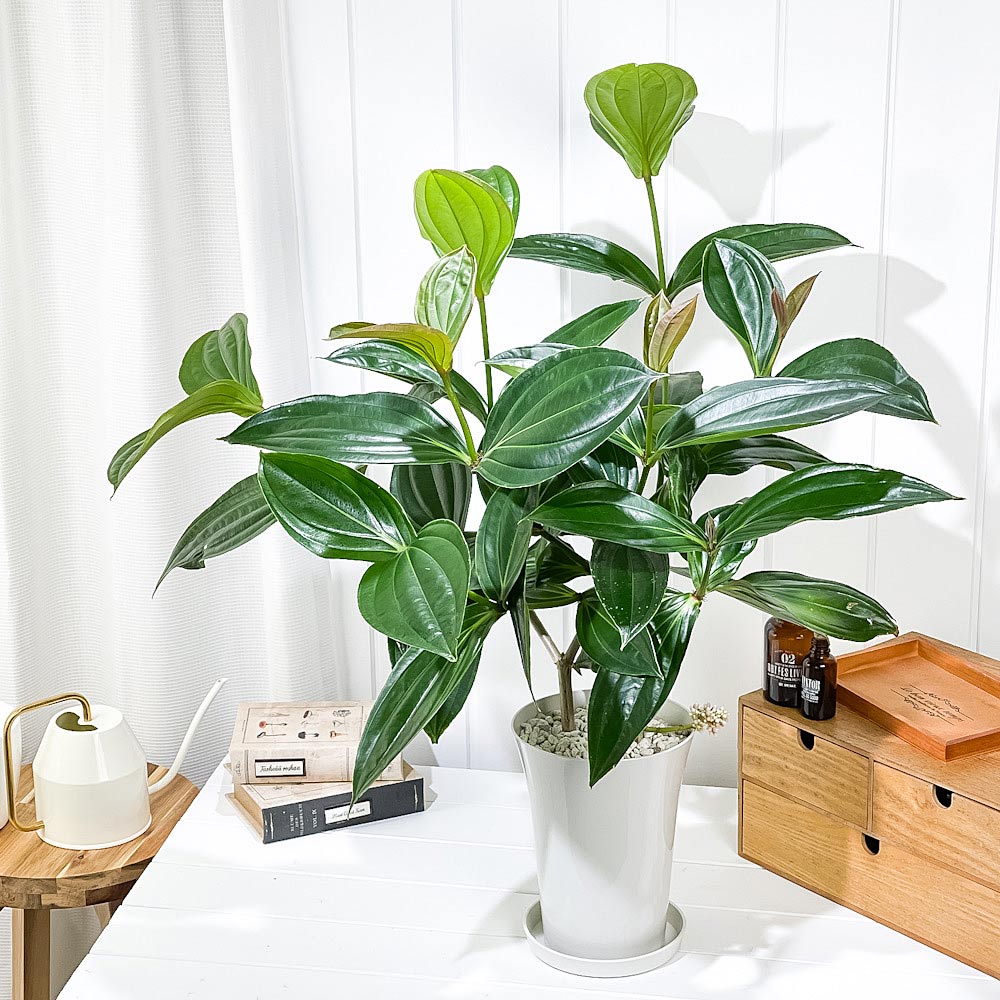 PLANCHU 熱帯花木 メディニラ スペキオサ 6号鉢 受け皿付き 説明書付き Medinilla speciosa 観葉植物 鉢花 サンゴノボタン