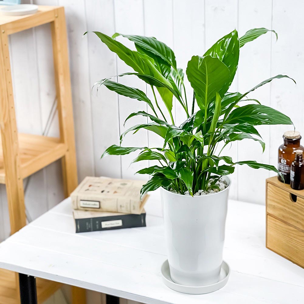 PLANCHU 観葉植物 スパティフィラム 6号鉢 受け皿付き 育て方説明書付き Spathiphyllum アロイド