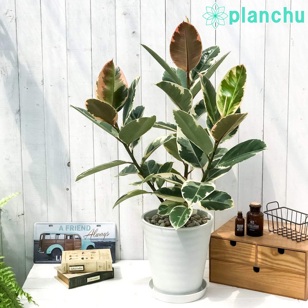 PLANCHU 観葉植物 フィカス ティネケ 8号鉢 受け皿付き 育て方説明書付き Ficus elastica ‘Tineke’ ゴムの木 ゴムノキ インドゴムノキ