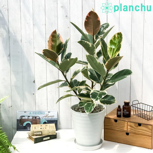 PLANCHU 観葉植物 フィカス ティネケ 8号鉢 受け皿付き 育て方説明書付き Ficus elastica ‘Tineke’ ゴムの木 ゴムノキ インドゴムノキ