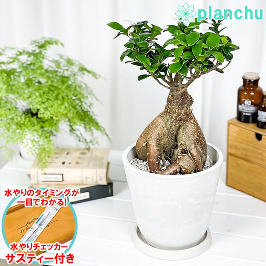 PLANCHU 観葉植物 ガジュマル 太幹 7号樹脂鉢 ホワイト サスティー付き 受け皿付き 育て方説明書付き Ficus microcarpa 精霊の宿る木 フィカス ミクロカルパ