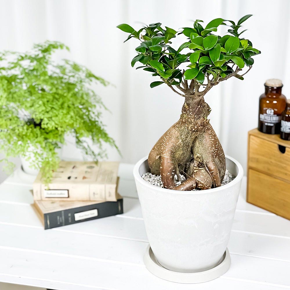 PLANCHU 観葉植物 ガジュマル 太幹 7号樹脂鉢 ホワイト サスティー付き 受け皿付き 育て方説明書付き Ficus microcarpa 精霊の宿る木 フィカス ミクロカルパ