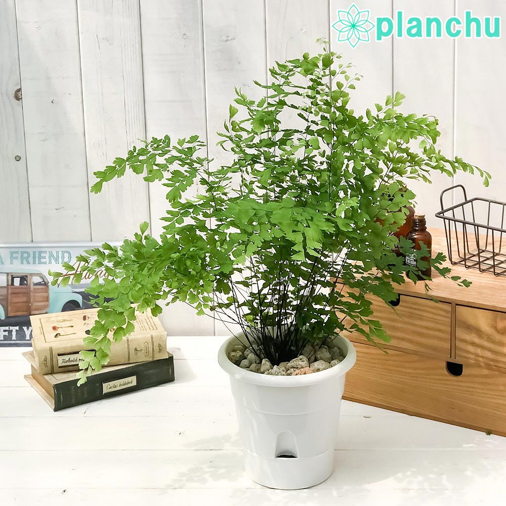 PLANCHU 観葉植物 アジアンタム フラグランス 5号底面吸水鉢 育て方説明書付き Adiantum raddianum ‘Fragrantissimun’ フレグランス シダ植物