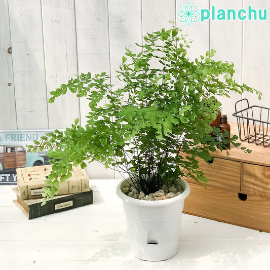 PLANCHU 観葉植物 アジアンタム フラグランス 5号底面吸水鉢 育て方説明書付き Adiantum raddianum ‘Fragrantissimun’ フレグランス シダ植物