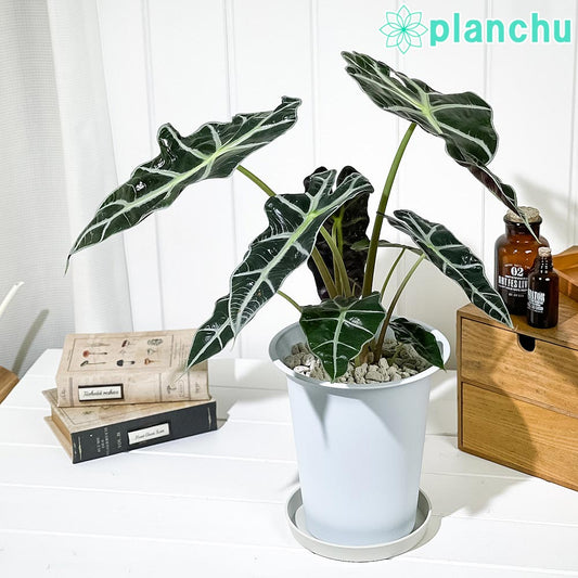 PLANCHU 観葉植物 アロカシア アマゾニカ ポリー 6号鉢 受け皿付き 育て方説明書付き Alocasia × amazonica ‘Polly’ アロイド