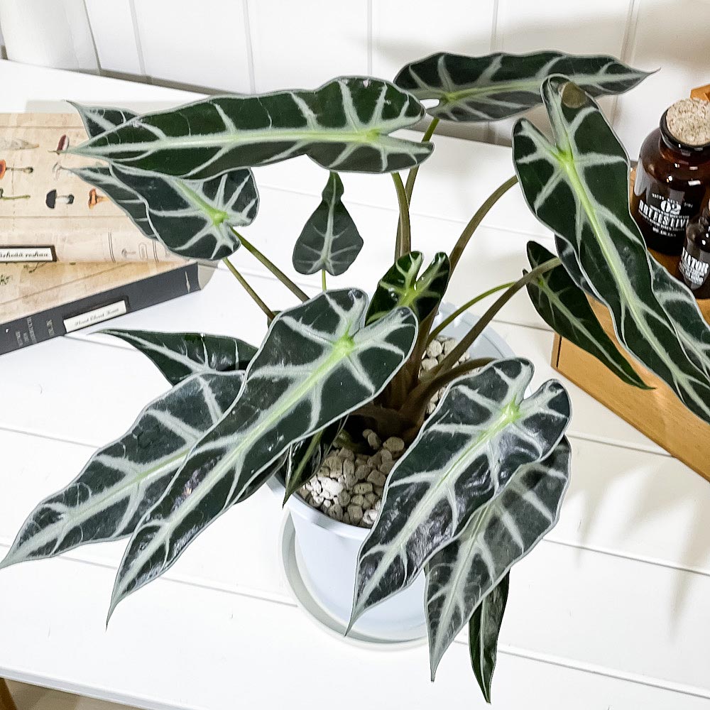 PLANCHU 観葉植物 アロカシア バンビーノ アロー 6号鉢 受け皿付き 育て方説明書付き Alocasia ‘Bambino Arrow’ アロイド