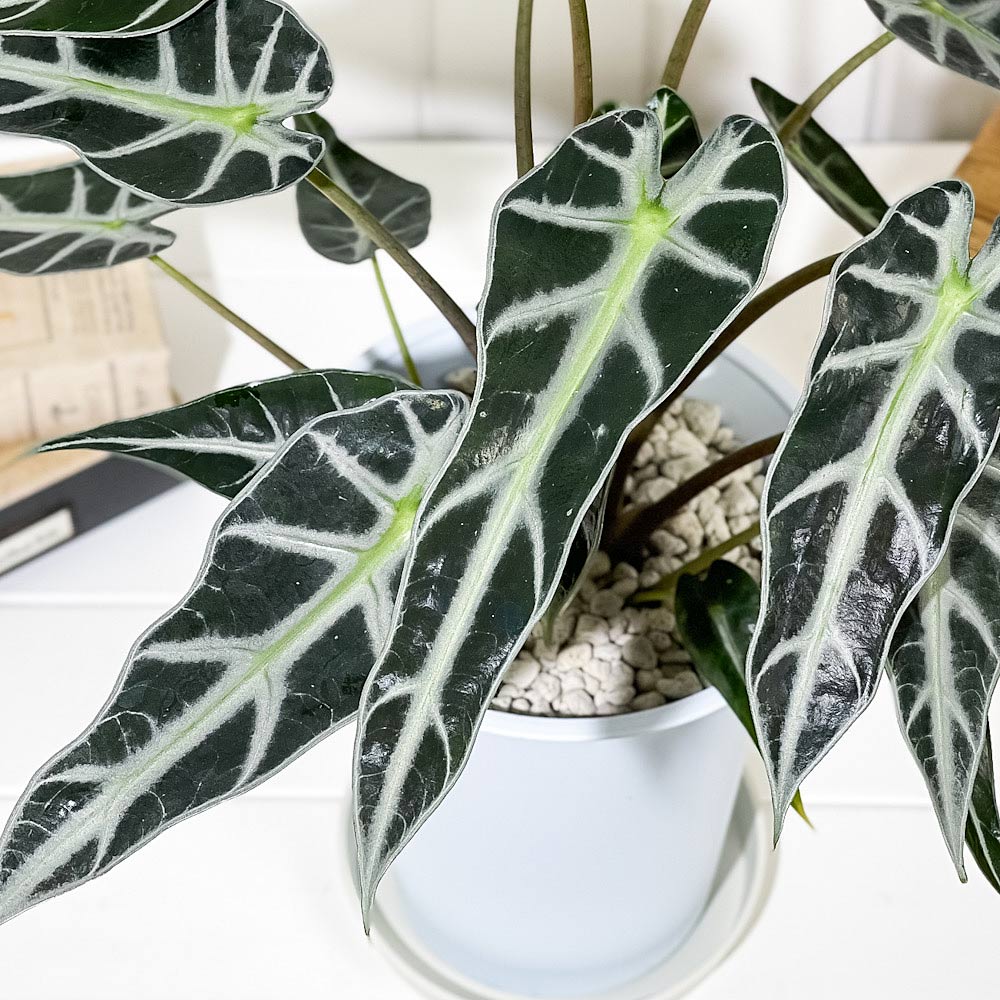 PLANCHU 観葉植物 アロカシア バンビーノ アロー 6号鉢 受け皿付き 育て方説明書付き Alocasia ‘Bambino Arrow’ アロイド