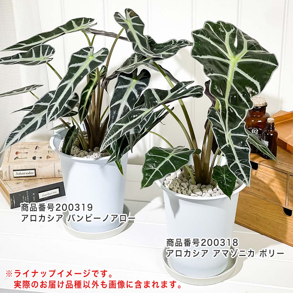 PLANCHU 観葉植物 アロカシア バンビーノ アロー 6号鉢 受け皿付き 育て方説明書付き Alocasia ‘Bambino Arrow’ アロイド