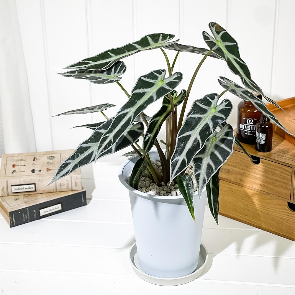 PLANCHU 観葉植物 アロカシア バンビーノ アロー 6号鉢 受け皿付き