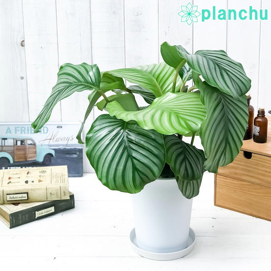 PLANCHU 観葉植物 カラテア オルビフォリア 6号鉢 受け皿付き 育て方説明書付き Calathea orbifolia