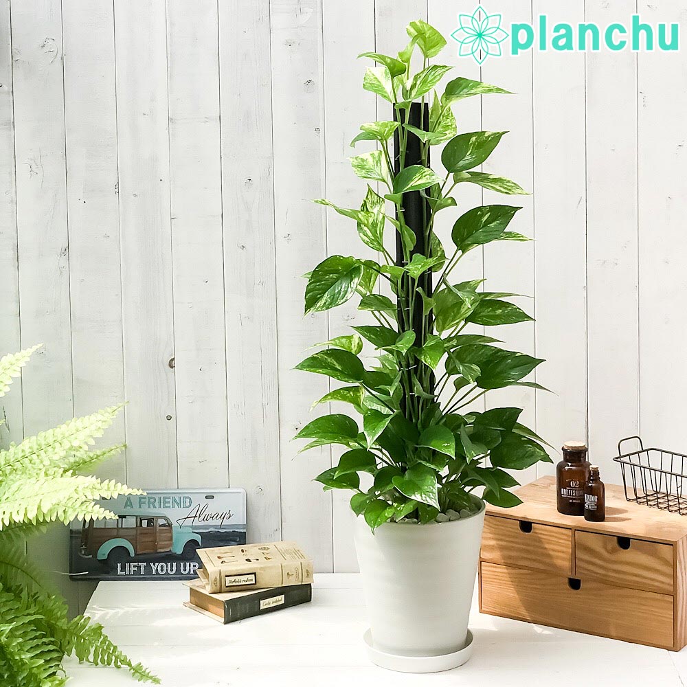 PLANCHU 観葉植物 ポトス ゴールデン ヘゴ仕立て 7号鉢 受け皿付き 育て方説明書付き Epipremnum aureum エピプレムナム アロイド