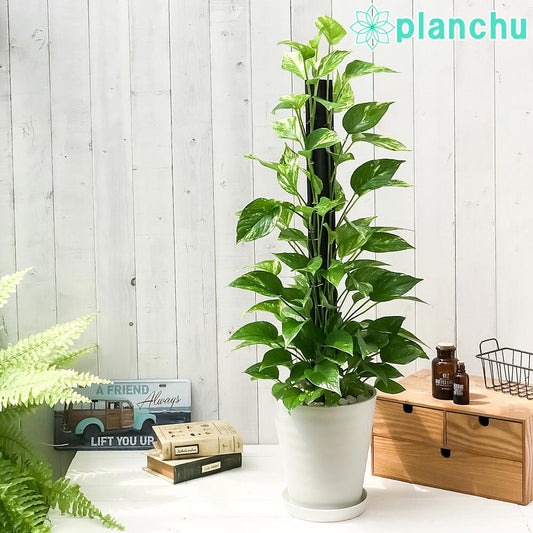 PLANCHU 観葉植物 ポトス ゴールデン ヘゴ仕立て 7号鉢 受け皿付き 育て方説明書付き Epipremnum aureum エピプレムナム アロイド