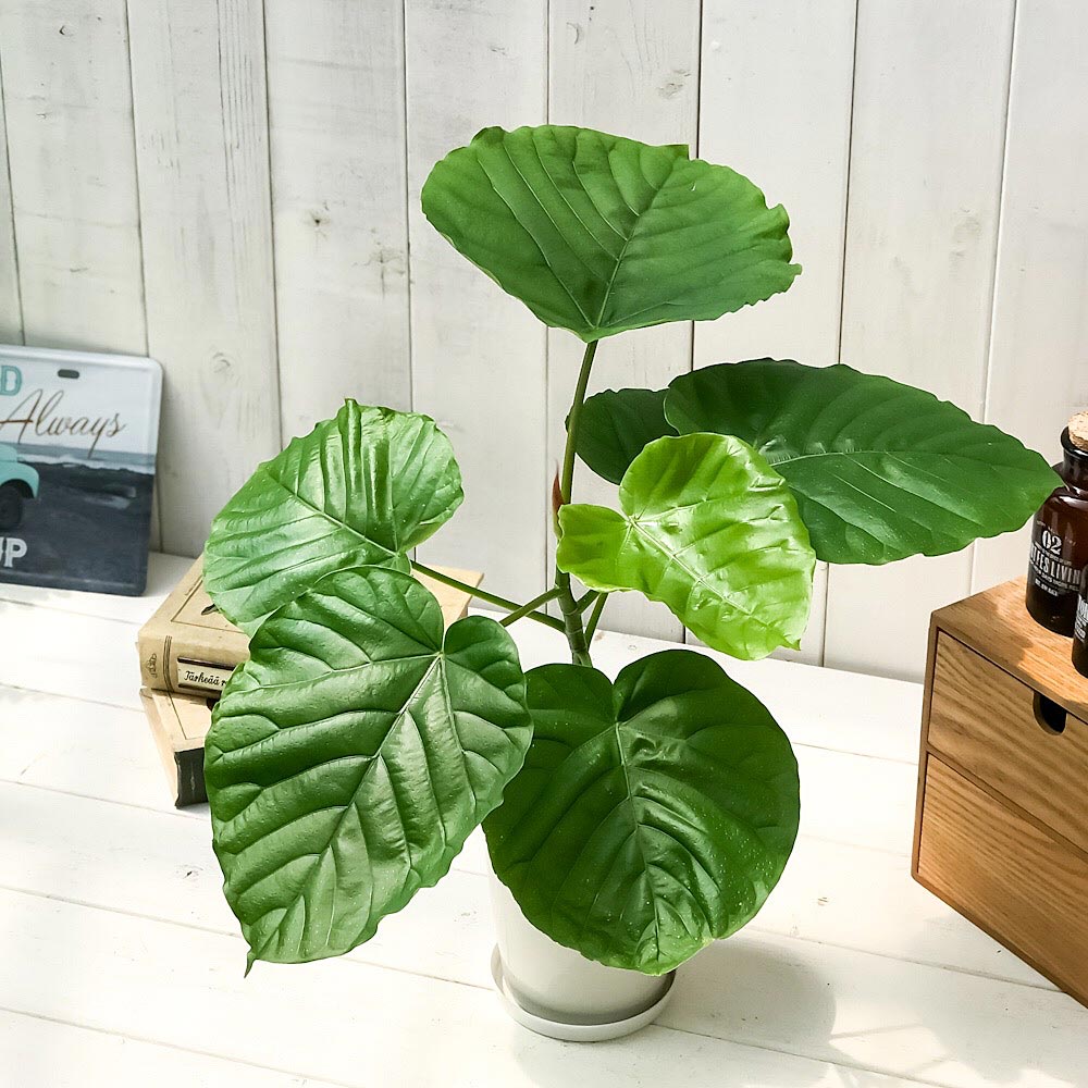 PLANCHU 観葉植物 フィカス ウンベラータ 4号鉢 受け皿付き 育て方説明書付き Ficus umbellata