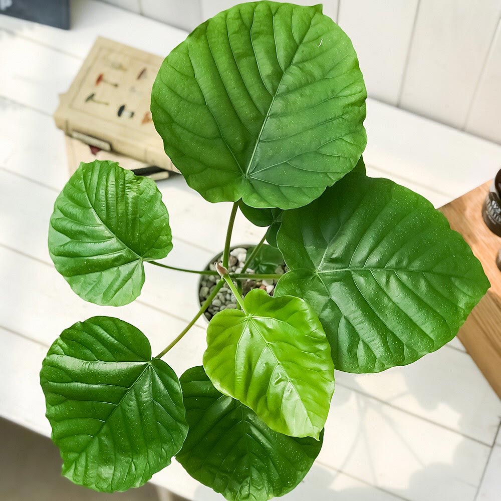 PLANCHU 観葉植物 フィカス ウンベラータ 4号鉢 受け皿付き 育て方説明書付き Ficus umbellata